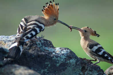 Hoopoes (Upupa epops). Male giving food to the female. Uga. Yaiza. Lanzarote. Canary Islands. Spain.
Hoopoes (Upupa epops). Male giving food to the female. Uga. Yaiza. Lanzarote. Canary Islands. Spain.