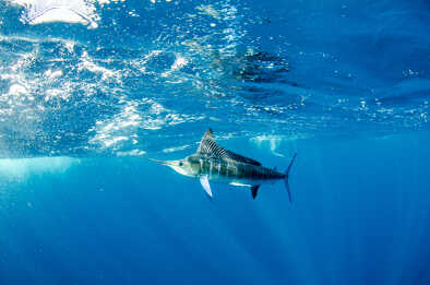 Striped marlin in deep water Striped marlin in deep water