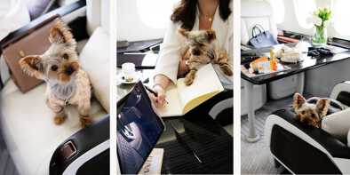 Fliegen-privat-mit-haustieren-hunden-katzen-tieren-privatjet Fliegen-privat-mit-haustieren-hunden-katzen-tieren-privatjet