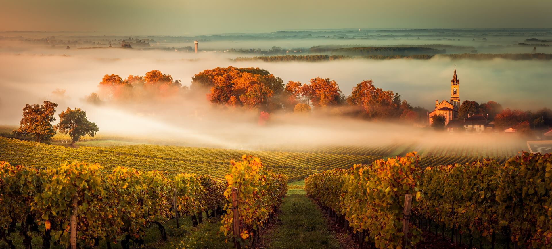 Sunset landscape and smog in bordeaux wineyard france