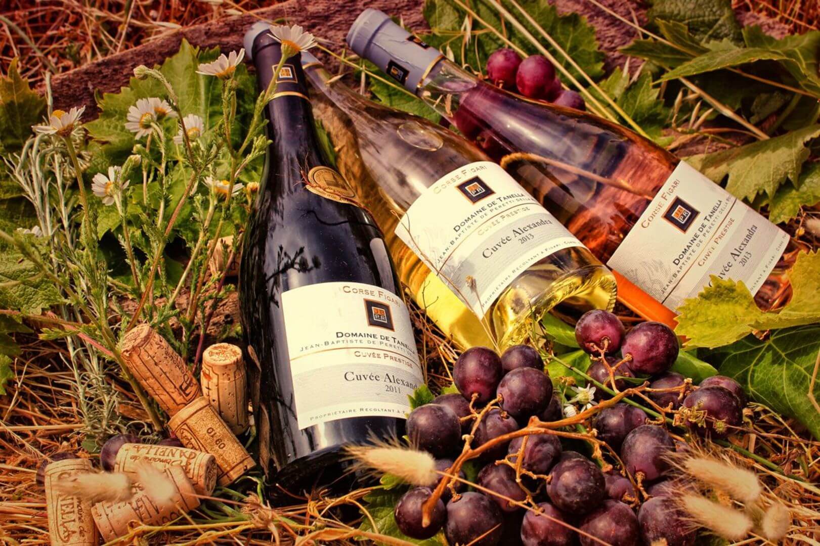 Diverses bouteilles de vin produites par le domaine Tanella placées sur un terrain bucolique.