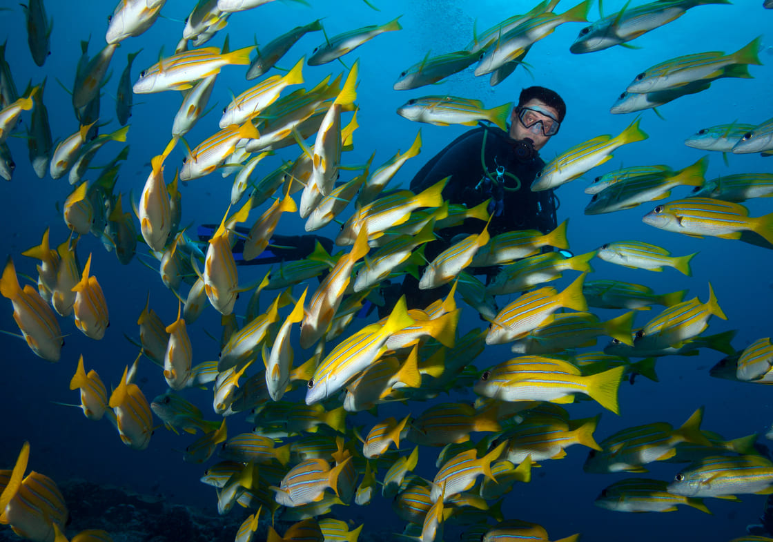 Scuba diving among the fish in Palau