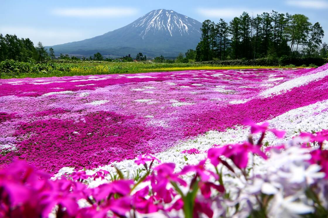 Buntes rosa Moos (Shibazakura, Phlox Subulata) und Mount Yotei (Mt. Fuji Hokkaido) mit blauem Himmel im Shibazakura-Garten von Mishima in der Stadt Kutchan, Hokkaido, Japan, ausgewählte Fokusunschärfe auf dem Foregrou