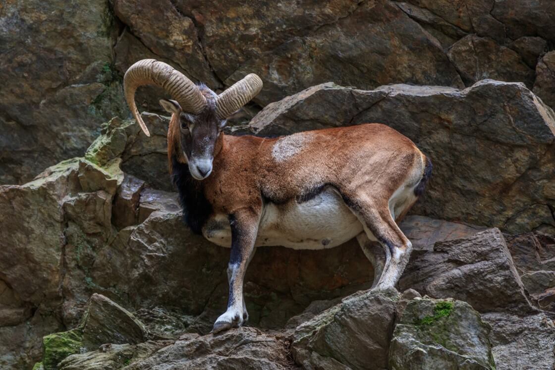 the mouflon (Ovis musimon) in Merlet Animal Park. Chamonix, France
