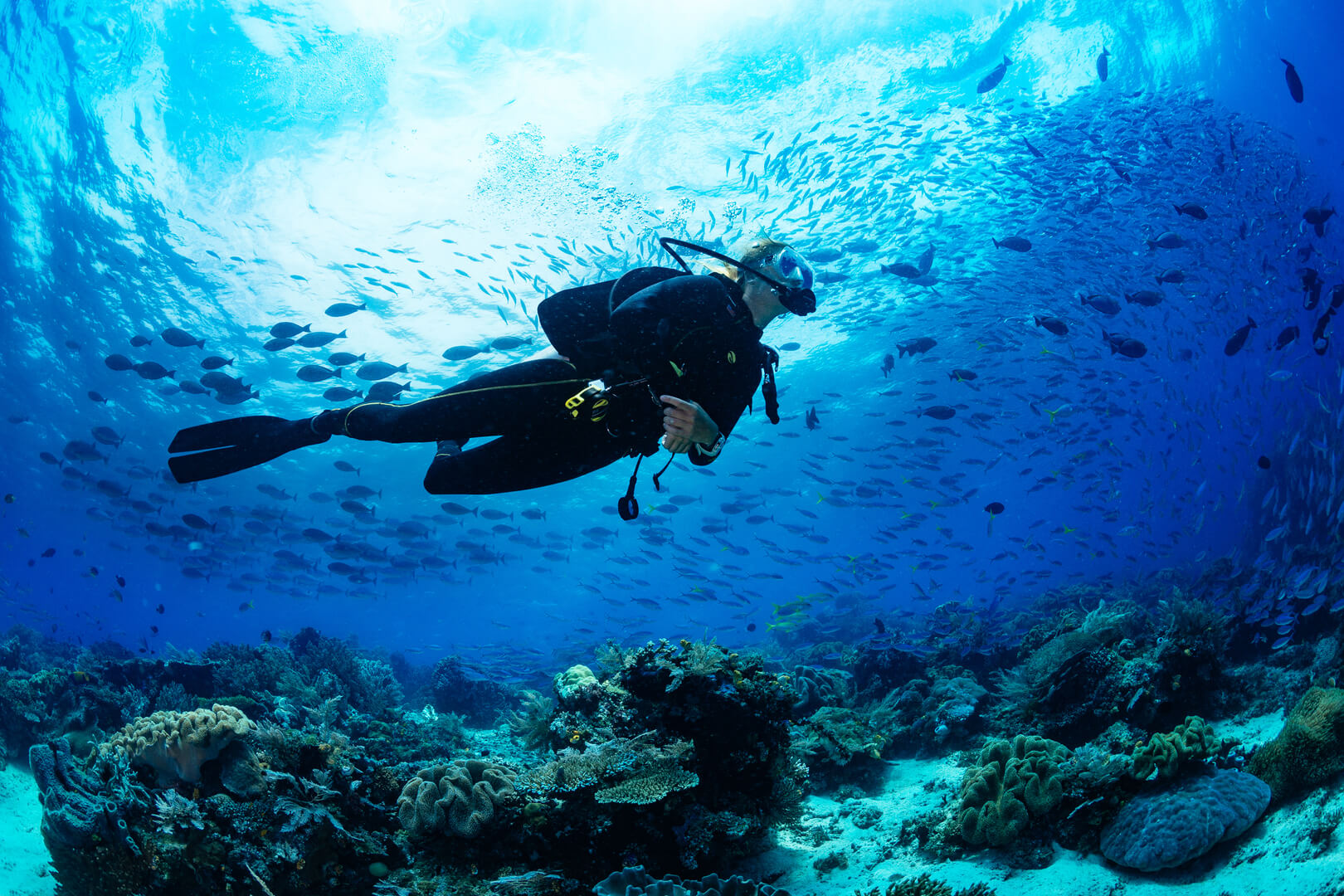 Ragazza subacquea immersione sulla barriera corallina tropicale con sfondo blu e pesce di barriera
