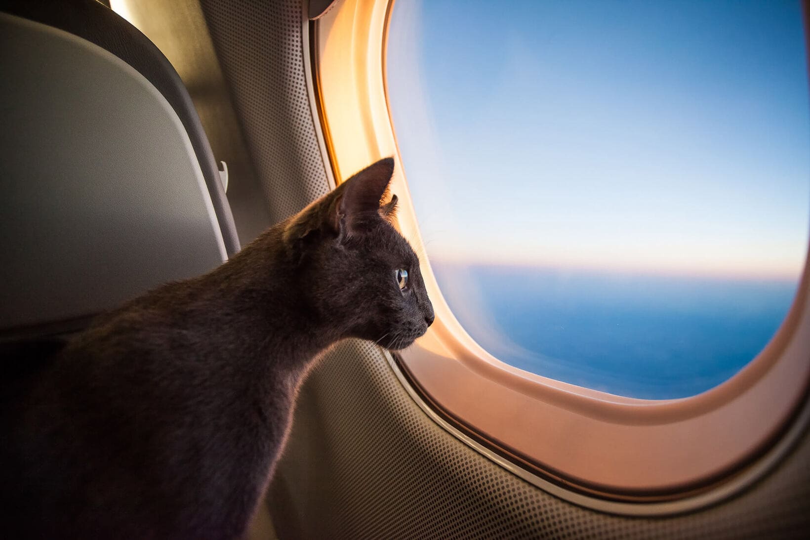 Gatto comodamente seduto in un jet privato durante il volo
