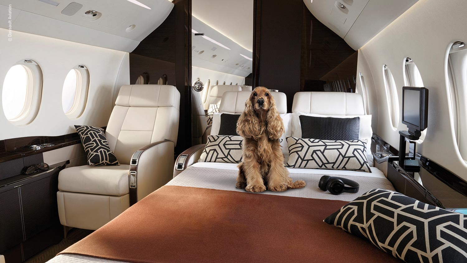 Chien coker assis sur un grand lit dans un jet privé falcon 7x