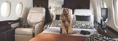 English Cocker Spaniel chocolate on a bed in a private jet illustrating flying with pets