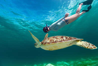 Underwater photo of young woman snorkeling and swimming with Hawksbill sea turtle
