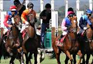 Jockeys sur leurs chevaux respectifs au départ de la course hyppique de la Melbourne Cup