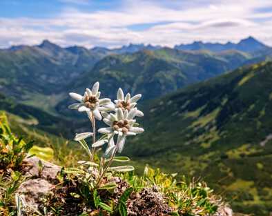 Три особи, три очень редких горных цветка эдельвейса. Изолированный редкий и охраняемый дикий цветок эдельвейса (Leontopodium alpinum), растущий в естественной среде высоко в горах.
