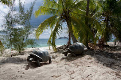 Tortuga gigante de Aldabra en la playa, atolón de Aldabra, Seychelles