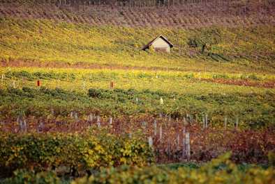 Coloridos viñedos en Saboya, cerca de Chambery, en otoño.