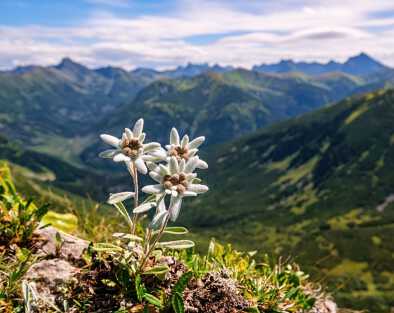 Tre individui, tre rarissimi fiori di montagna di stella alpina. Il raro e protetto fiore selvatico isolato della stella alpina (Leontopodium alpinum) cresce in un ambiente naturale in alta montagna.
Tre individui, tre rarissimi fiori di montagna di stella alpina. Il raro e protetto fiore selvatico isolato della stella alpina (Leontopodium alpinum) cresce in un ambiente naturale in alta montagna.