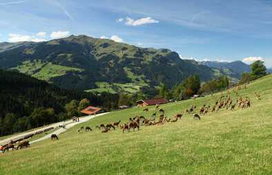 Wildpark Aurach en Kitzbuhel Wildpark Aurach en Kitzbuhel