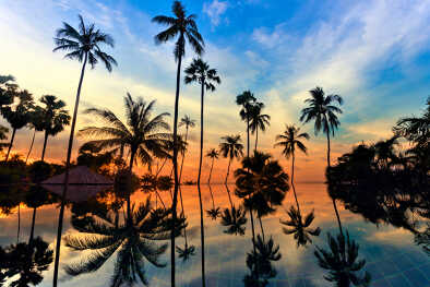 palmera reflejándose en las aguas cristalinas palmera reflejándose en las aguas cristalinas