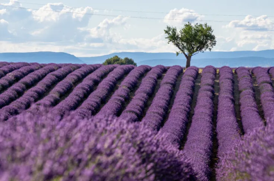 lavender's soils in nice
