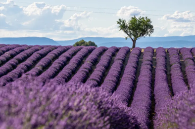 lavender's soils in nice lavender's soils in nice