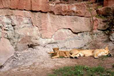 Familia de leones descansando. Zoo. Núremberg.
