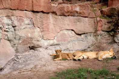 Familia de leones descansando. Zoo. Núremberg.
Familia de leones descansando. Zoo. Núremberg.