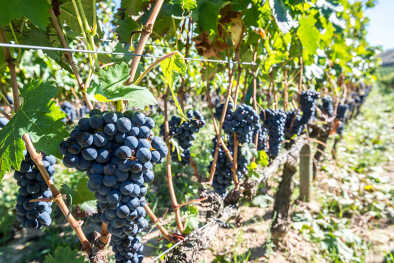Pranzo nei famosi vigneti Pranzo nei famosi vigneti