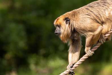 a monkey grabbing a rope
