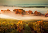 Paesaggio al tramonto e smog in Francia vigneto di Bordeaux