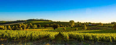 Tramonto paesaggio vigneto bordeaux Francia, Europa Natura Tramonto paesaggio vigneto bordeaux Francia, Europa Natura