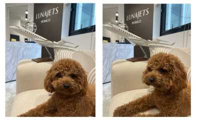 chien-dans-les-lunajets-monaco-office-avant-le-decollage chien-dans-les-lunajets-monaco-office-avant-le-decollage