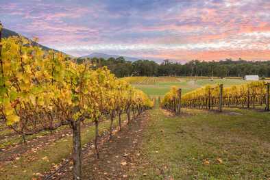 Regione vinicola di Yarra Valley all'alba