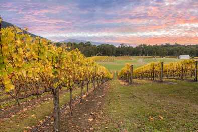 Regione vinicola di Yarra Valley all'alba Regione vinicola di Yarra Valley all'alba