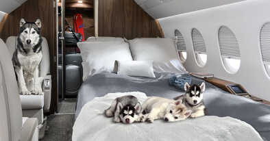private-jet-flight-with-pets-fly-privately-with-pets-dogs-cats-animals